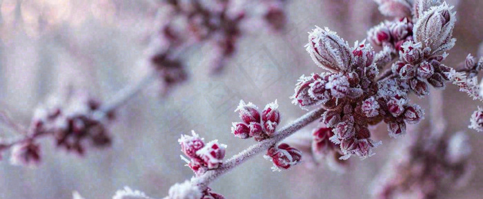 冬天冬季树枝雪景唯美浪漫大雪小雪结冰摄影图