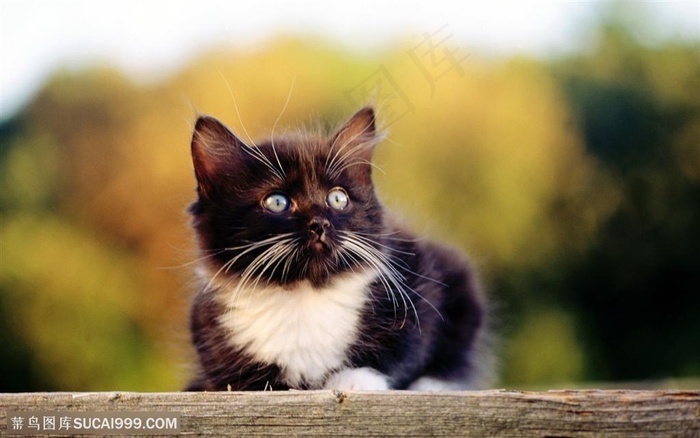 可爱猫咪-趴着的黑色小猫 - 菜鸟图库