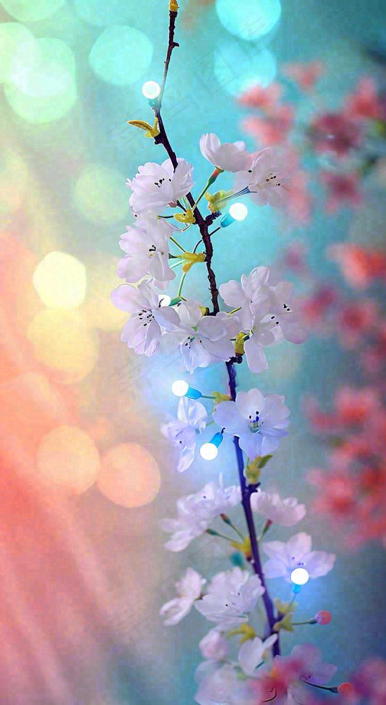 春天浪漫花朵白色樱花，立春春分惊蛰摄影图