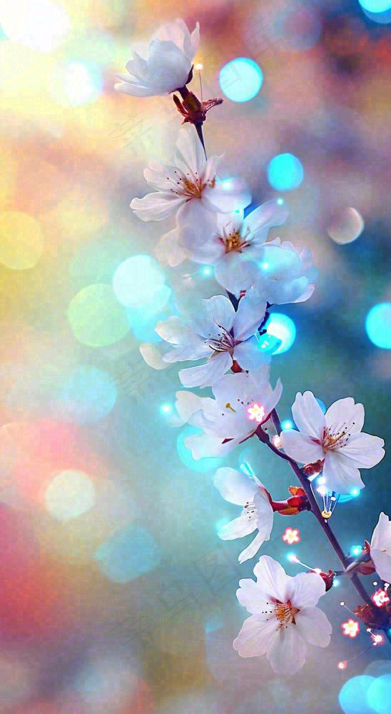 春天浪漫花朵白色樱花，立春春分惊蛰摄影图