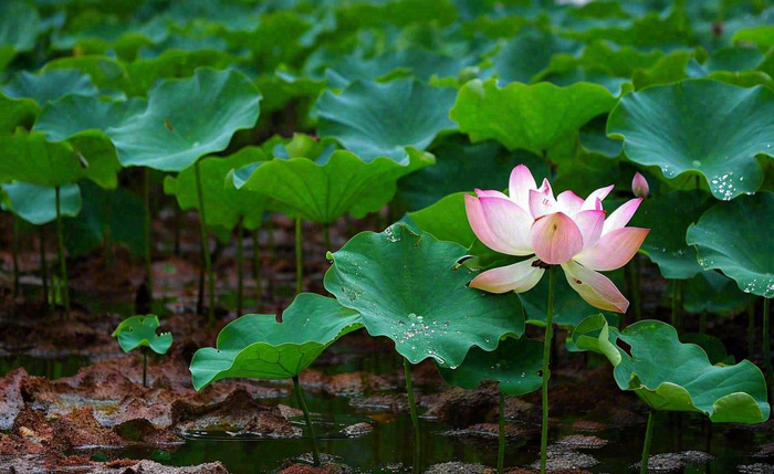 夏天荷塘荷花池荷叶绿色清新，夏至立夏大暑小暑摄影图