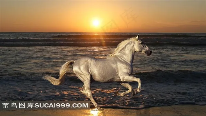 夕阳下奔跑的白色骏马图片