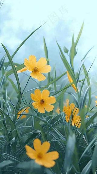 春天小黄花花朵阳光蓝天白云清新，立春惊蛰春分摄影图