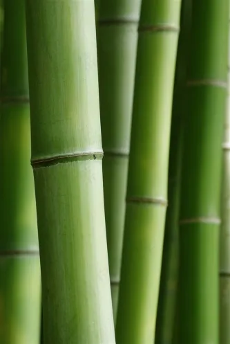 翠绿的竹子竹林景色