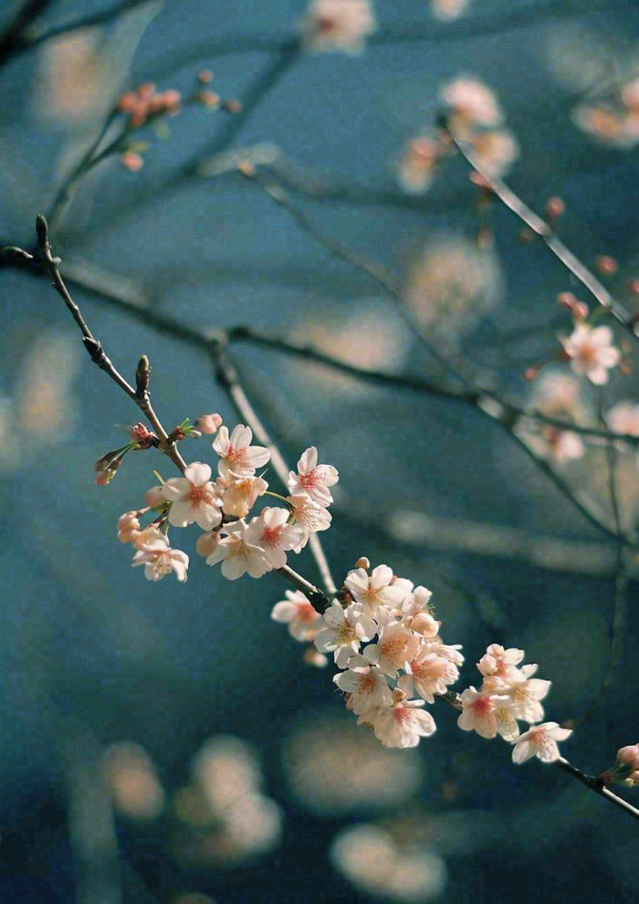 冬天浪漫白色花朵枝叶，冬季植物大雪小雪冬至新春摄影图