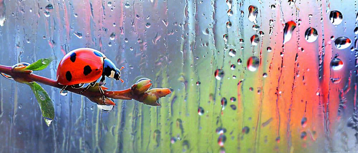 雨天雨水水珠上七星瓢虫动物爬行，彩色渐变摄影图