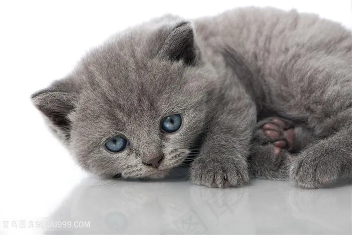 灰色小猫咪图片
