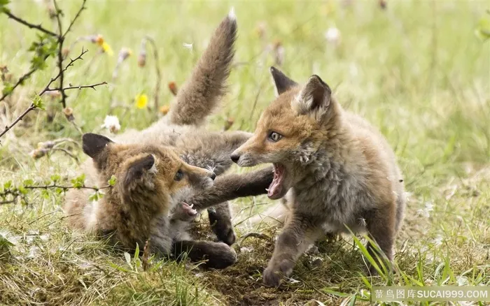 唯美动物狐狸风景画壁纸野生动物
