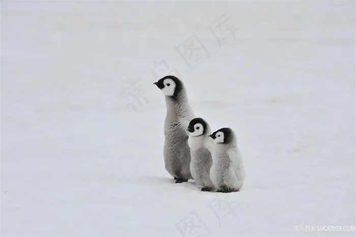 可爱的企鹅摄影图片