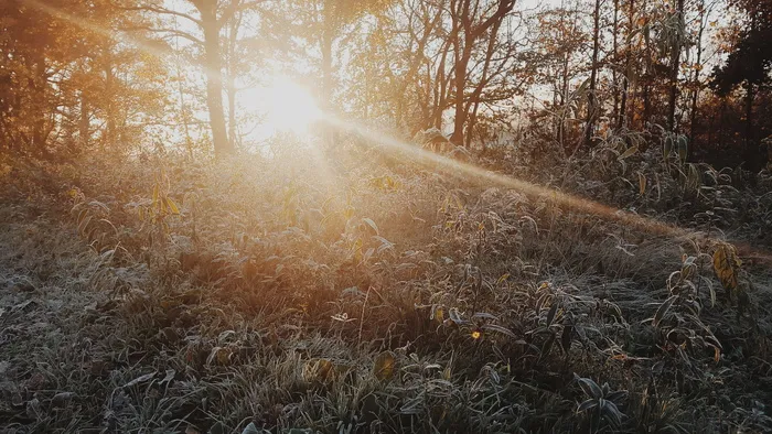 冬日阳光小树林图片