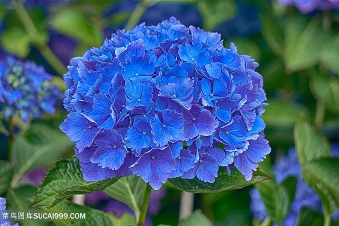 唯美蓝色绣球花鲜花图片