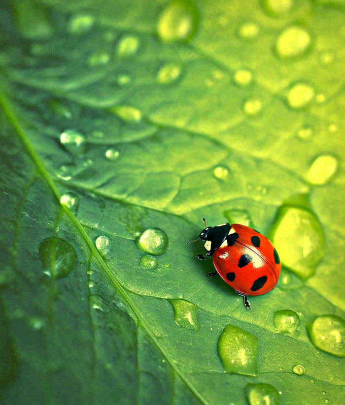 春天夏天七星瓢虫动物昆虫在绿叶上，谷雨立夏夏至小暑摄影图