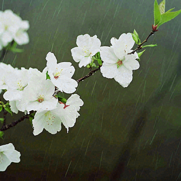 春天雨天白色花朵，雨水谷雨摄影图