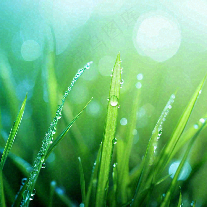 春天草地绿芽雨水露珠阳光，春分谷雨雨水白露摄影图