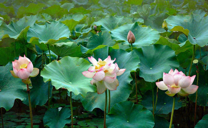 夏天荷花池荷叶清爽 ，夏至小暑大暑摄影图
