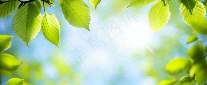 春天阳光绿叶嫩芽清新，立春春分摄影图