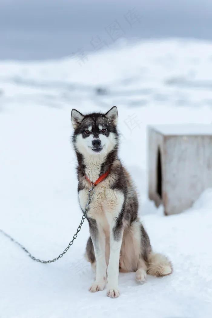 可爱哈士奇雪橇犬图片