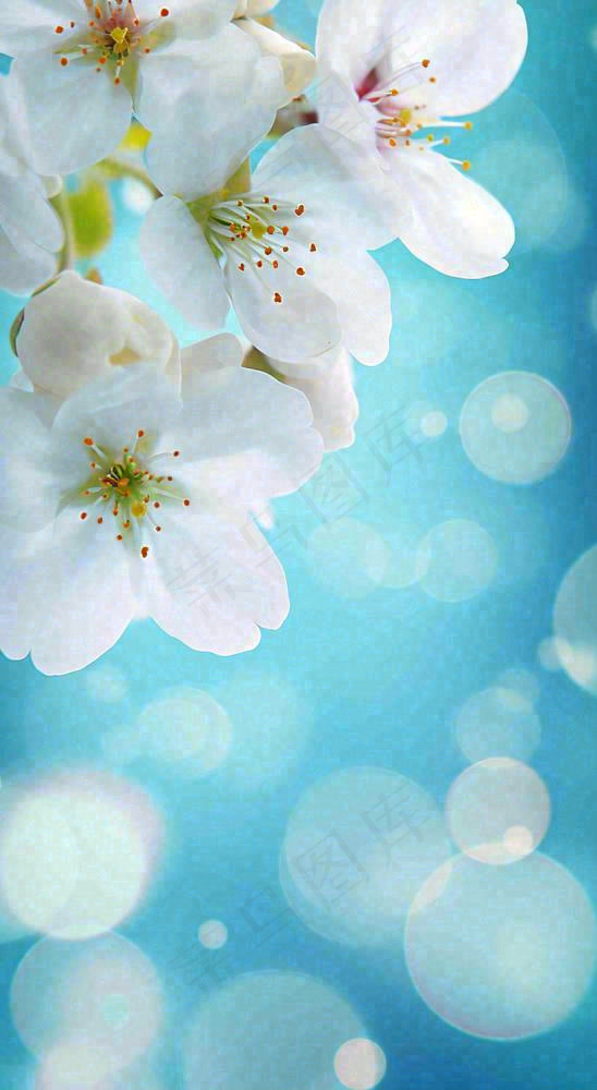 春天清新白色鲜花树枝，文艺新鲜浪漫摄影图