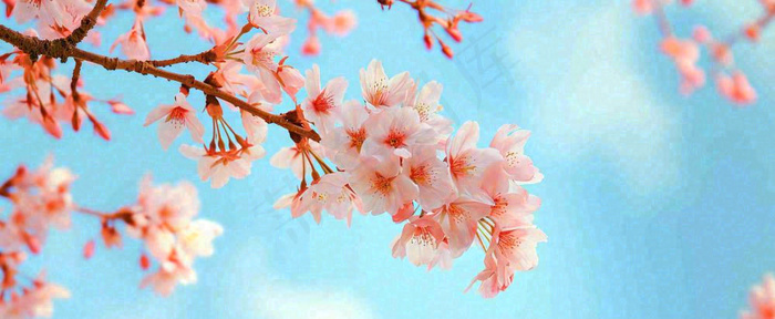 唯美粉色樱花花瓣春天浪漫梦幻蓝色，春分惊蛰摄影图