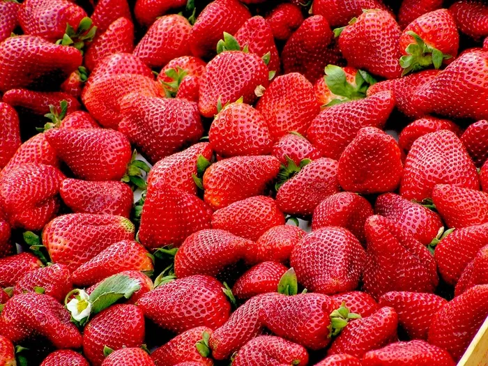 草莓 红色草莓 新鲜草莓