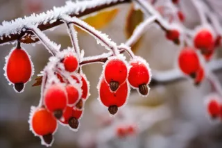 红色果实上的白霜霜降摄影图