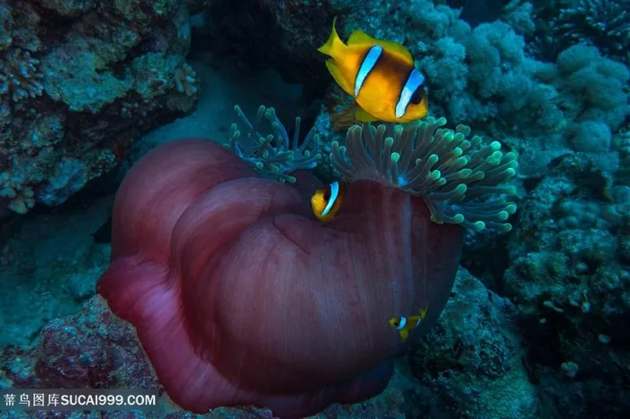 美丽海底珊瑚小丑鱼图片