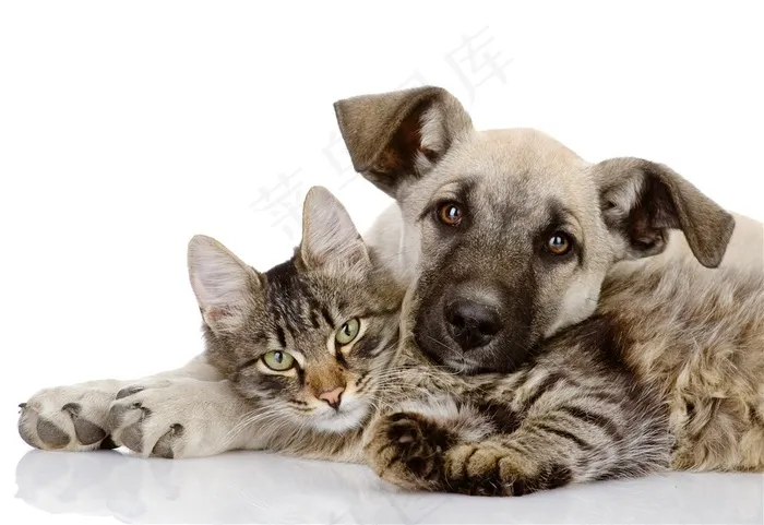 宠物狗狗和猫咪的照片
