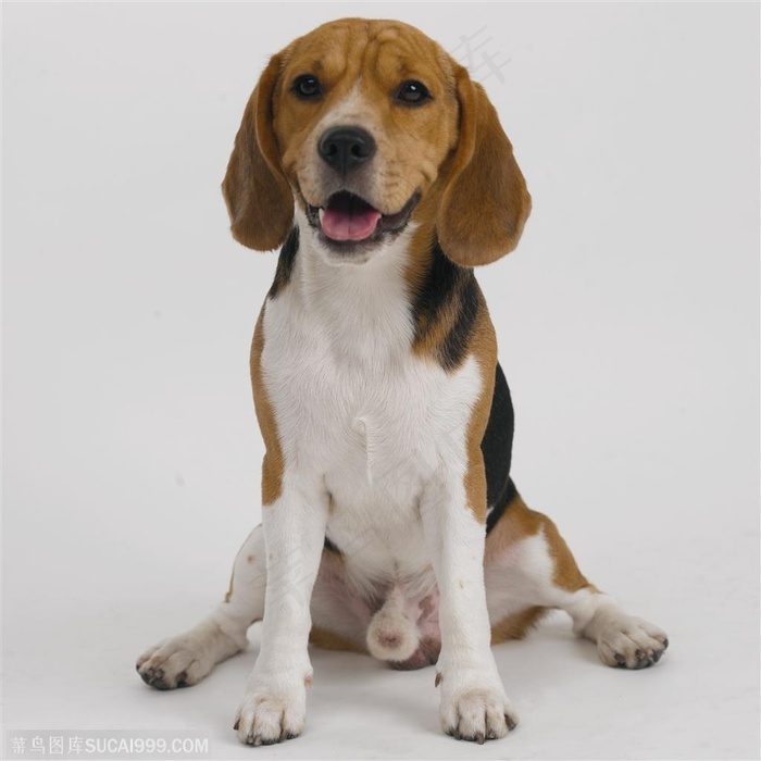 中型犬 比格犬正面公犬 菜鸟图库