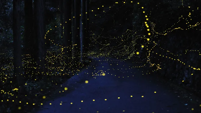 萤火虫效果psd素材psd模版下载