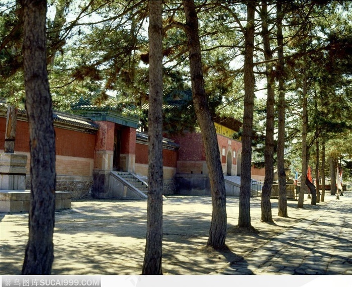 承德避暑山庄成排的松树