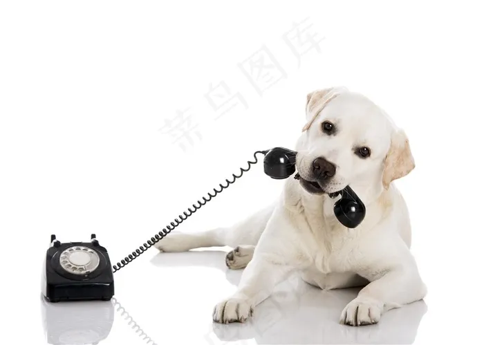 接电话的小狗狗高清图片