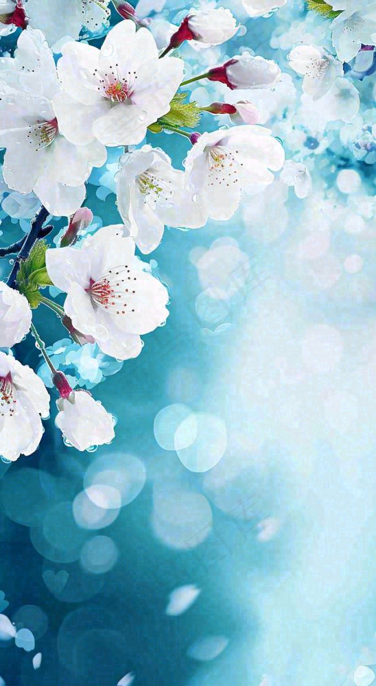 唯美清新白色鲜花，文艺新鲜浪漫情人节摄影图