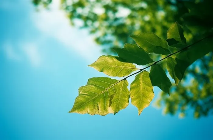 聚焦拍摄绿色的树叶仰拍摄影摄影图桌面壁纸
