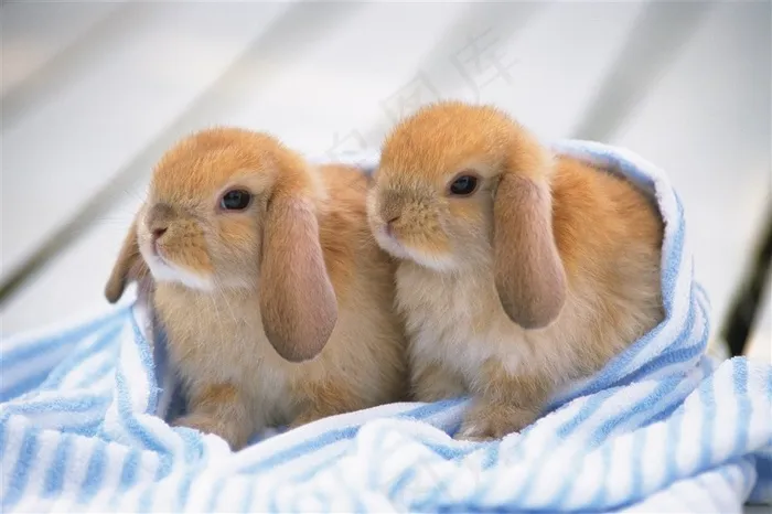 毛毯包着两只可爱的小兔子图片