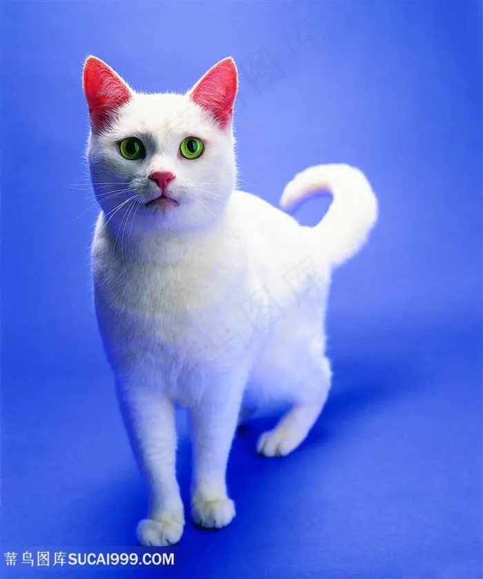 高清可爱白猫猫咪摄影图片