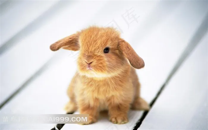 可爱的小兔子摄影素材