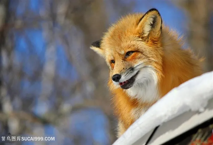 美丽的小狐狸图片