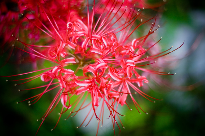 高清彼岸花图片下载 菜鸟图库