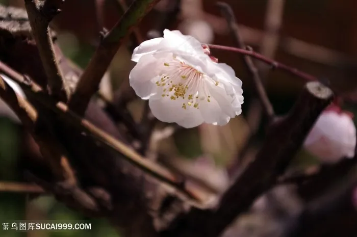 唯美盛开的洁白梅花图片