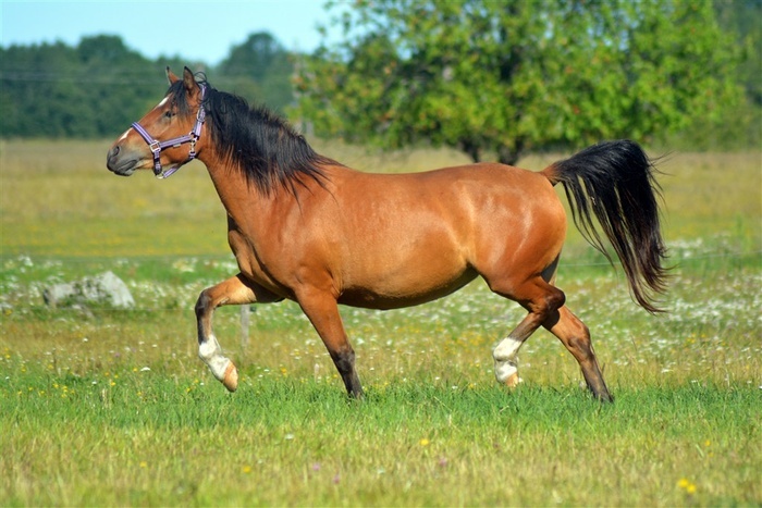 草原上奔跑着的枣红马摄影