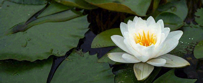 夏天荷花池荷叶白荷花睡莲特写，夏至小暑大暑摄影图