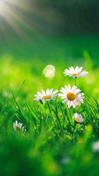 春天夏天草地绿叶小花阳光温馨，春分惊蛰谷雨摄影图