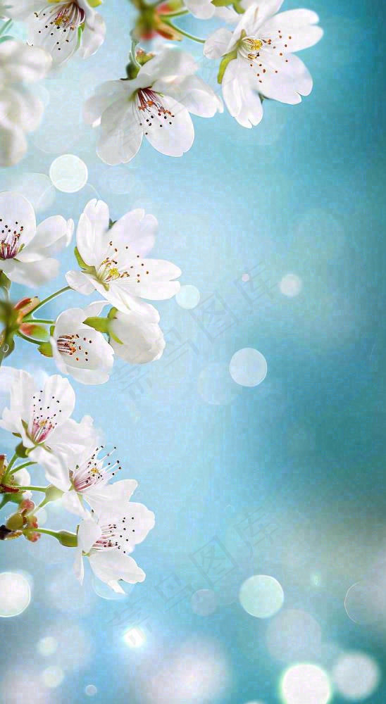 春天浪漫白色樱花花朵，立春春分摄影图