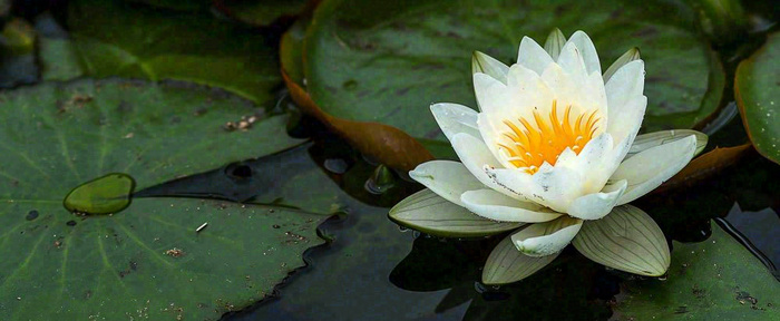 夏天荷花池荷叶白荷花睡莲特写，夏至小暑大暑摄影图