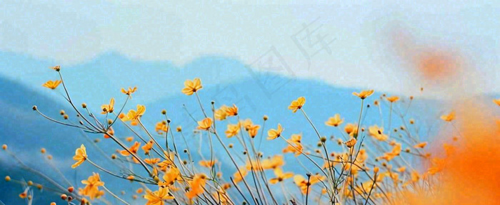 简约橙色小花鲜花，蓝色天空山脉虚幻意境摄影图