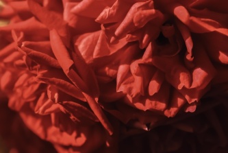 鲜红的花朵花瓣特写图片
