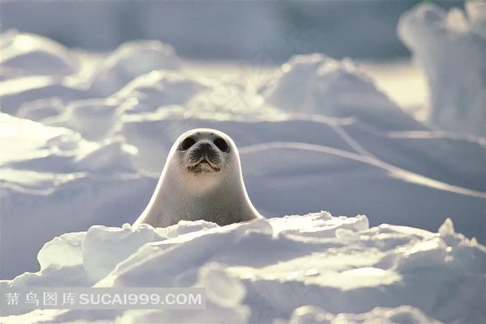 雪地里的小海狮摄影高清图片动物大全