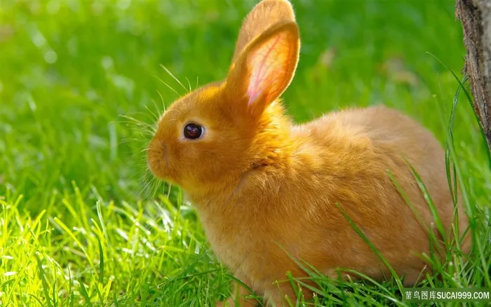草地兔子风景画壁纸兔子图片