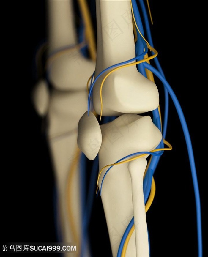 人体膝盖骨骼图片