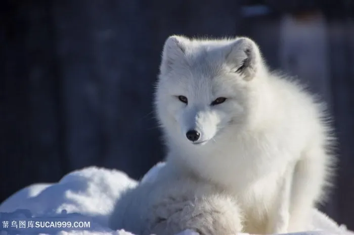 雪白的白狐狸图片动物大全
